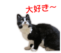 My dear dog and cat Everyday section sticker #14543581