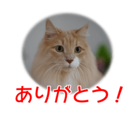 My angel HARU Cute cat picture Sticker sticker #14548598