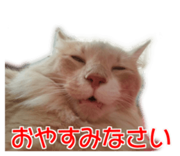 My angel HARU Cute cat picture Sticker sticker #14548599