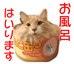 My angel HARU Cute cat picture Sticker sticker #14548600