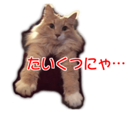 My angel HARU Cute cat picture Sticker sticker #14548602