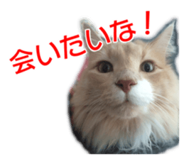 My angel HARU Cute cat picture Sticker sticker #14548604