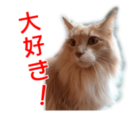 My angel HARU Cute cat picture Sticker sticker #14548605