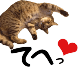 i love cats. yokoisan ver sticker #14549214
