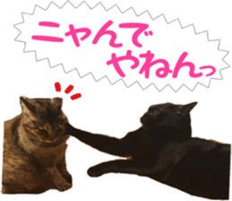 i love cats. yokoisan ver sticker #14549217