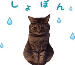 i love cats. yokoisan ver sticker #14549218