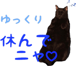 i love cats. yokoisan ver sticker #14549220