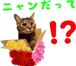 i love cats. yokoisan ver sticker #14549221
