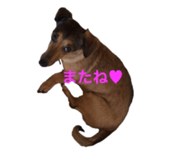 expressive Nuts sticker #14549697