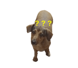 expressive Nuts sticker #14549711