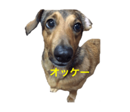 expressive Nuts sticker #14549712