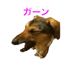 expressive Nuts sticker #14549716