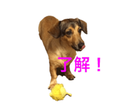 expressive Nuts sticker #14549717