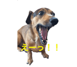 expressive Nuts sticker #14549719