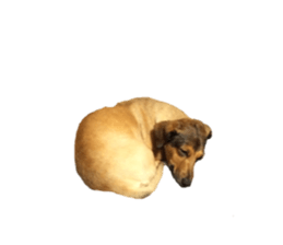 expressive Nuts sticker #14549722