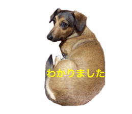 expressive Nuts sticker #14549723