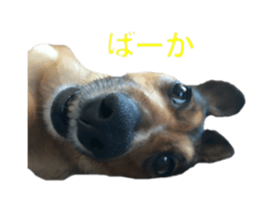 expressive Nuts sticker #14549726