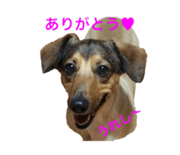 expressive Nuts sticker #14549727