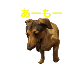 expressive Nuts sticker #14549731