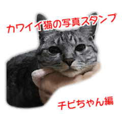 Cute cat's photo sticker