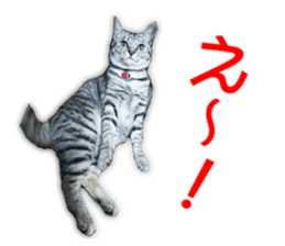 Cute cat's photo sticker sticker #14551734