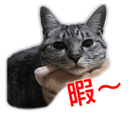 Cute cat's photo sticker sticker #14551737