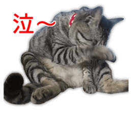 Cute cat's photo sticker sticker #14551739