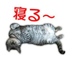 Cute cat's photo sticker sticker #14551740