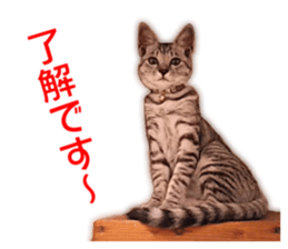 Cute cat's photo sticker sticker #14551741