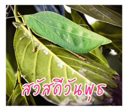 good luck for you sticker #14552656