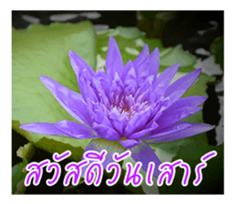 good luck for you sticker #14552659