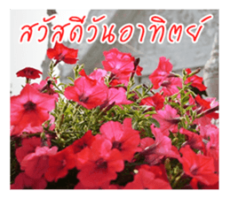 good luck for you sticker #14552660