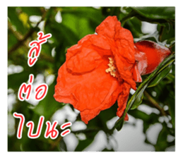 good luck for you sticker #14552666