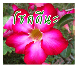 good luck for you sticker #14552670