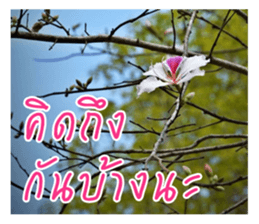 good luck for you sticker #14552673