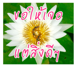 good luck for you sticker #14552674