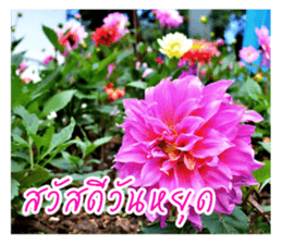 good luck for you sticker #14552680