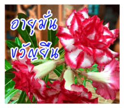 good luck for you sticker #14552685