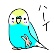 Normal and English Budgies sticker #14553614