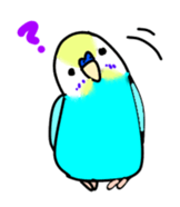Normal and English Budgies sticker #14553615