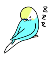 Normal and English Budgies sticker #14553616
