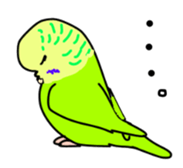Normal and English Budgies sticker #14553619