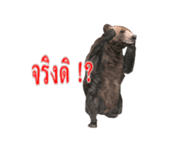 Grizzly Bear for Chat sticker #14555218