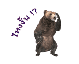 Grizzly Bear for Chat sticker #14555221