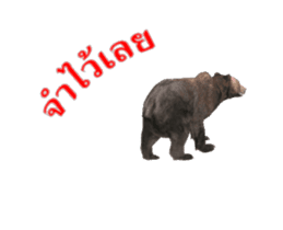 Grizzly Bear for Chat sticker #14555229