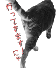 American Curl Cat ~EVA~ sticker #14555583