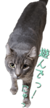 American Curl Cat ~EVA~ sticker #14555584