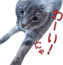 American Curl Cat ~EVA~ sticker #14555585