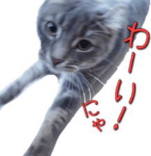 American Curl Cat ~EVA~ sticker #14555585