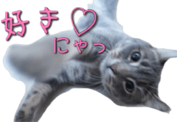 American Curl Cat ~EVA~ sticker #14555586